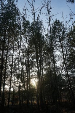 Kasım 'da günbatımı olan orman manzarası. Berlin, Almanya