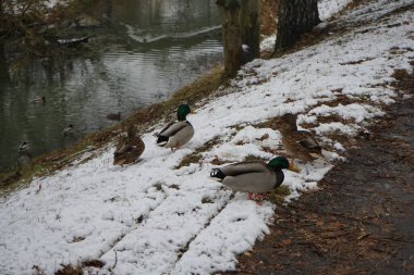 Mallard Ducks kışları Wuhle nehri bölgesinde geçirir. Yaban ördeği (