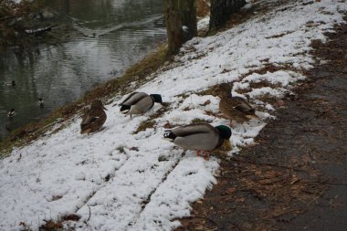 Mallard Ducks kışları Wuhle nehri bölgesinde geçirir. Yaban ördeği (