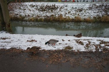 Mallard Ducks kışları Wuhle nehri bölgesinde geçirir. Yaban ördeği (