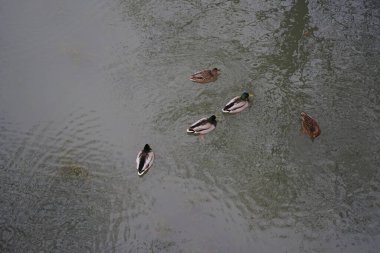 Mallard Ducks kışları Wuhle nehri bölgesinde geçirir. Yaban ördeği (