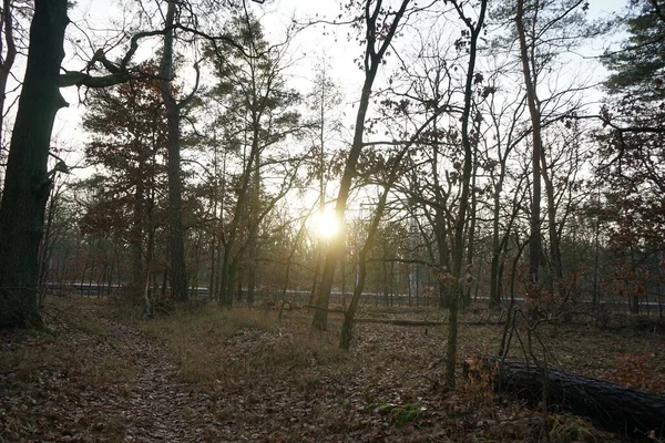 Forest Landscape Sunset November Berlin Germany — Zdjęcie stockowe