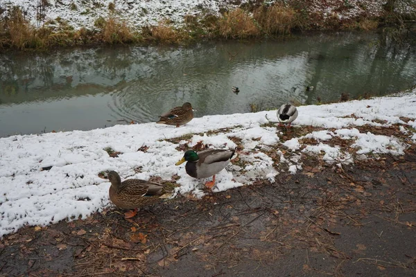 Mallard Ducks Winters Wuhle River Area Mallard Wild Duck Anas —  Fotos de Stock