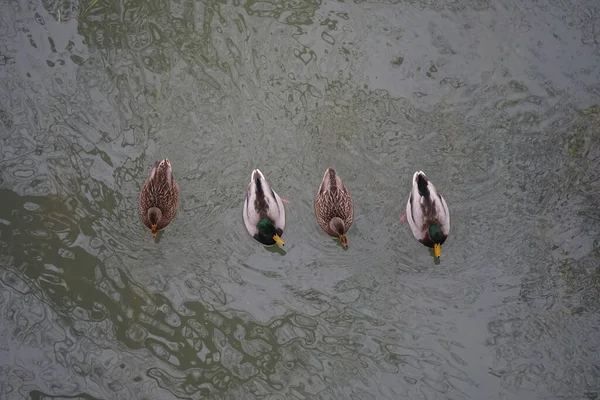 Mallard Ducks Winters Wuhle River Area Mallard Wild Duck Anas — Fotografia de Stock