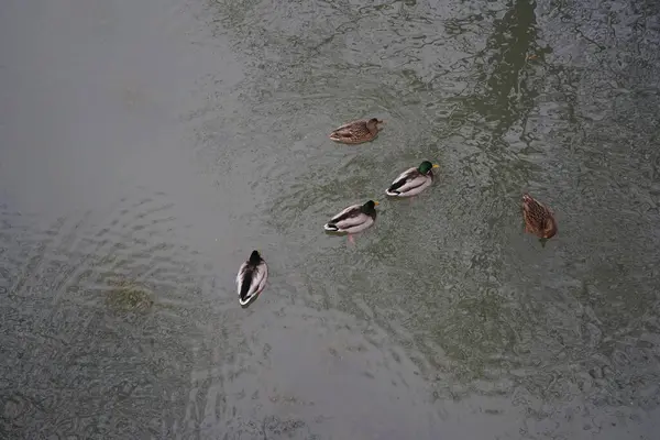 Mallard Ducks Winters Wuhle River Area Mallard Wild Duck Anas — Foto de Stock