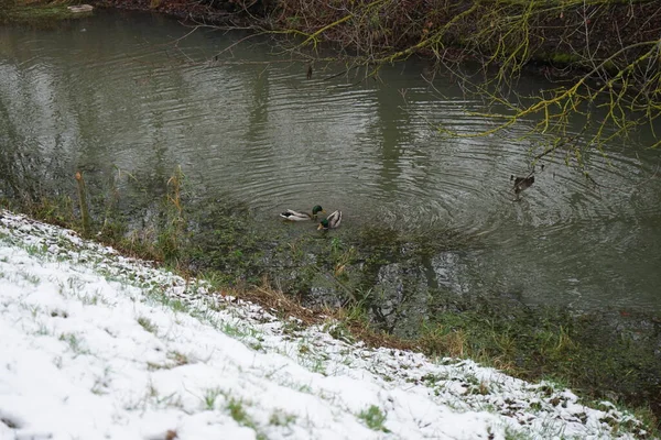 Mallard Ducks Winters Wuhle River Area Mallard Wild Duck Anas — Stockfoto