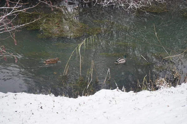 Mallard Ducks Winters Wuhle River Area Mallard Wild Duck Anas — Fotografia de Stock