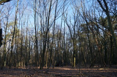 Aralık ayında harika bir kış ormanı manzarası. Berlin, Almanya