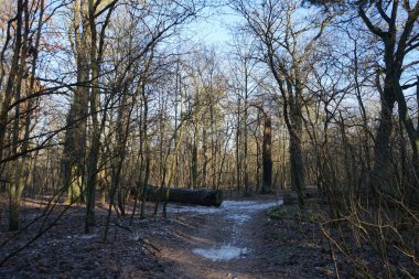Aralık ayında harika bir kış ormanı manzarası. Berlin, Almanya