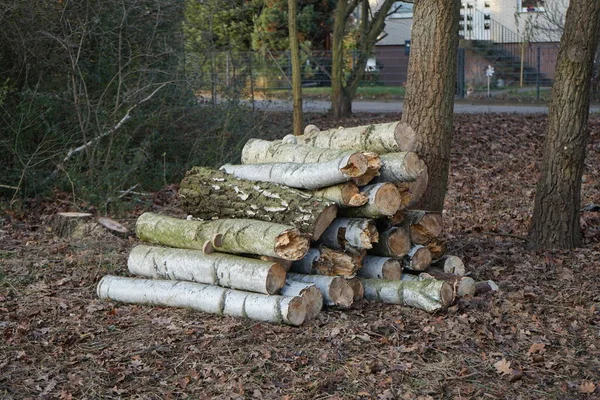 Felled Logs Edge Forest Berlin Germany — Fotografia de Stock