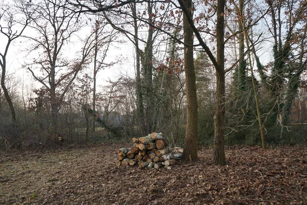 Felled Logs Edge Forest Berlin Germany — Stockfoto