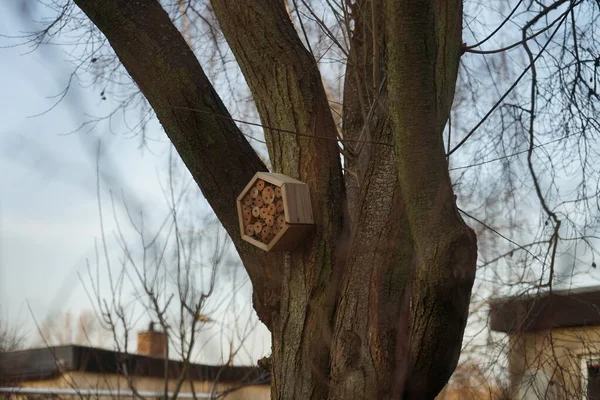 Insect Hotel Hangs Tree Winter Berlin Germany — ストック写真