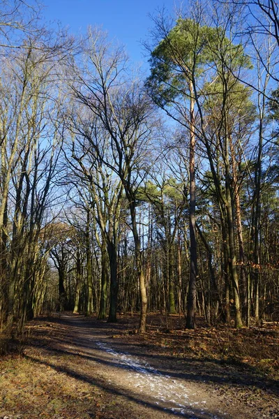 Wonderful Winter Forest Landscape December Berlin Germany — Φωτογραφία Αρχείου