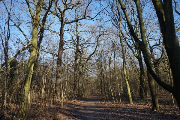 Wonderful Winter Forest Landscape December Berlin Germany — Fotografia de Stock