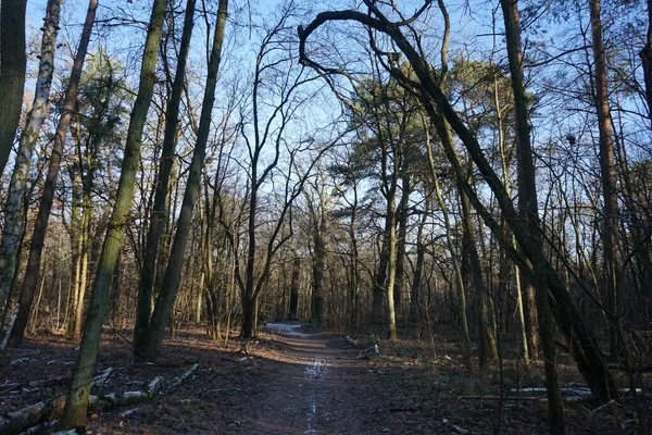 Wonderful Winter Forest Landscape December Berlin Germany —  Fotos de Stock