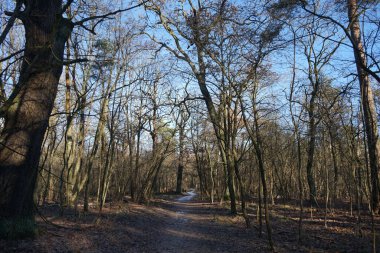 Aralık ayında harika bir kış ormanı manzarası. Berlin, Almanya