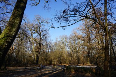 Aralık ayında harika bir kış ormanı manzarası. Berlin, Almanya