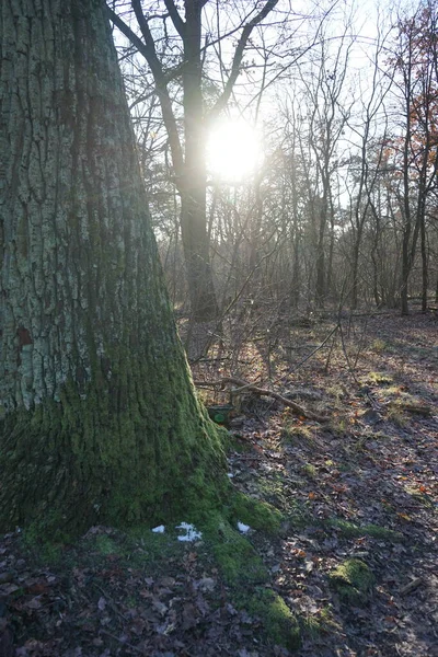 Low Lying Winter Sun Shines Branches Trees Forest December Berlin — Fotografia de Stock