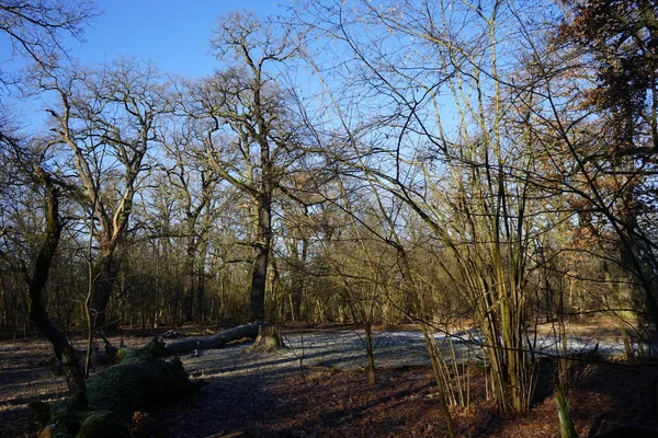 Wonderful Winter Forest Landscape December Berlin Germany — Foto de Stock