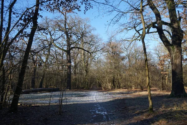 Wonderful Winter Forest Landscape December Berlin Germany — 스톡 사진