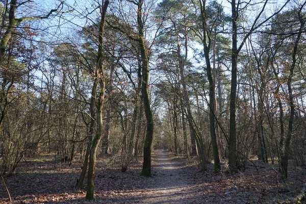 Wonderful Winter Forest Landscape December Berlin Germany —  Fotos de Stock