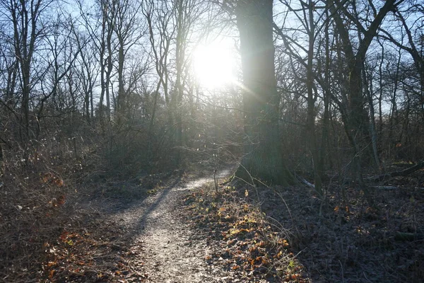 Low Lying Winter Sun Shines Branches Trees Forest December Berlin —  Fotos de Stock