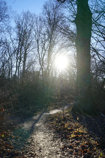 Low Lying Winter Sun Shines Branches Trees Forest December Berlin — Stockfoto