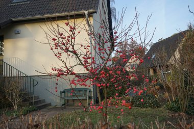 Small fruits on the tree Crab apple in december. The crabapple, Malus, is a distinct subspecies of fruit tree with attractive, small, edible apples. It belongs to the rose family, Rosaceae. Berlin, Germany