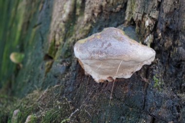 Mushroom on a stump in December. Berlin, Germany