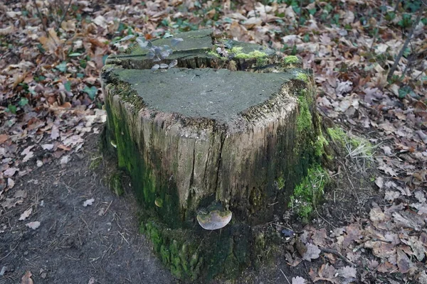 Mushroom Stump December Berlin Germany — 스톡 사진