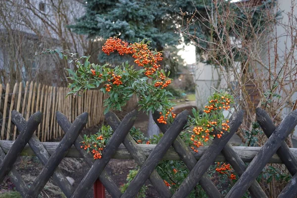 Orange Pyracantha Berries December Pyracantha Genus Large Thorny Evergreen Shrubs — ストック写真