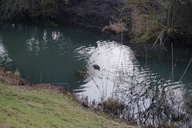 Mallard Ducks kışları Wuhle nehri bölgesinde geçirir. Yaban ördeği (