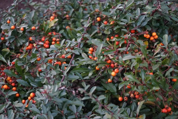 Orange Pyracantha Berries December Pyracantha Genus Large Thorny Evergreen Shrubs — Stockfoto