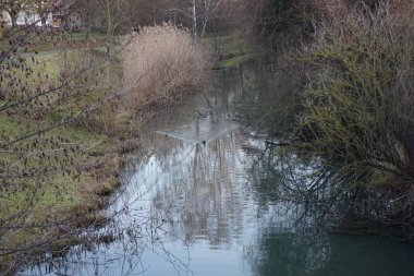 Mallard Ducks kışları Wuhle nehri bölgesinde geçirir. Yaban ördeği (