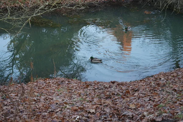 Mallard Ducks Winters Wuhle River Area Mallard Wild Duck Anas — Fotografia de Stock