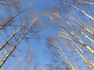Birches without foliage in December against the blue sky. A birch is a thin-leaved deciduous hardwood tree of the genus Betula, in the family Betulaceae. Marzahn-Hellersdorf, Berlin, Germany