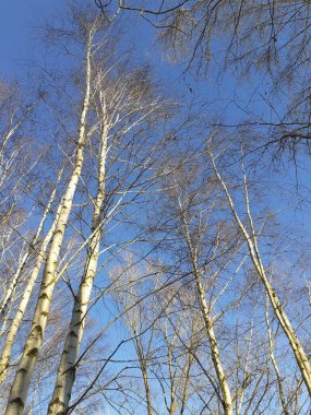 Birches without foliage in December against the blue sky. A birch is a thin-leaved deciduous hardwood tree of the genus Betula, in the family Betulaceae. Marzahn-Hellersdorf, Berlin, Germany