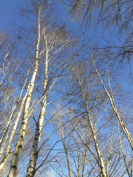 Birches without foliage in December against the blue sky. A birch is a thin-leaved deciduous hardwood tree of the genus Betula, in the family Betulaceae. Marzahn-Hellersdorf, Berlin, Germany