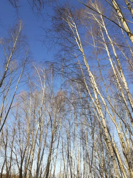 Birches Foliage December Blue Sky Birch Thin Leaved Deciduous Hardwood — Fotografia de Stock