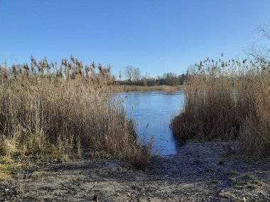 Winter landscape with wonderful vegetation in the recreation area of Berliners at the ice-covered Lake Habermannsee in December. Kaulsdorfer Baggersee, Marzahn-Hellersdorf, Berlin, Germany