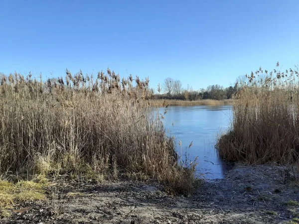 Winter Landscape Wonderful Vegetation Recreation Area Berliners Ice Covered Lake — 스톡 사진