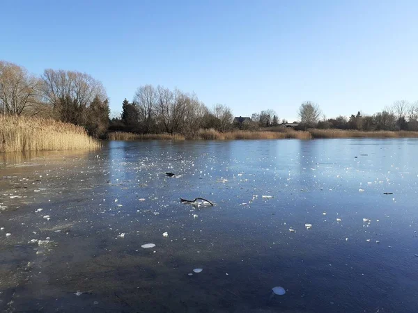 Ice Habermannsee Lake December Kaulsdorfer Baggersee Marzahn Hellersdorf Berlin Germany — Stock fotografie