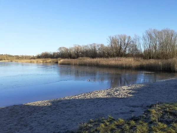 Mallard Drake Swims Shore Frozen Lake Habermannsee Winter Kaulsdorfer Baggersee — Φωτογραφία Αρχείου