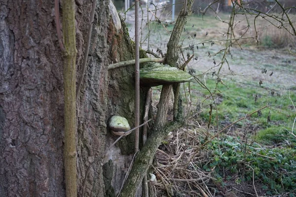 Parasitic Fungus Fomes Fomentarius Tree Winter Fomes Fomentarius Syn Tinder — Stock Fotó