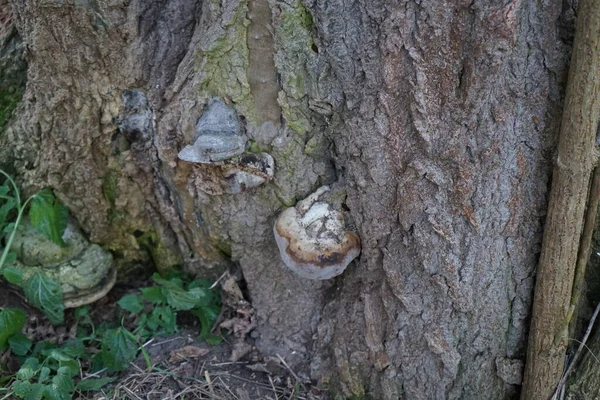 Parasitic Fungus Fomes Fomentarius Tree Winter Fomes Fomentarius Syn Tinder — Fotografia de Stock