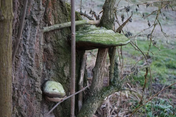 Parasitic Fungus Fomes Fomentarius Tree Winter Fomes Fomentarius Syn Tinder — Stockfoto