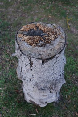 Mushrooms on top of a birch stump in January. Berlin, Germany