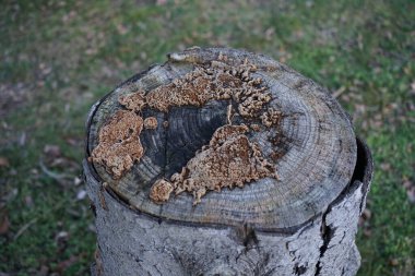 Mushrooms on top of a birch stump in January. Berlin, Germany