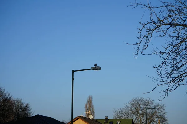 Columba Palumbus Sits Street Lamp Common Wood Pigeon Columba Palumbus — Fotografia de Stock