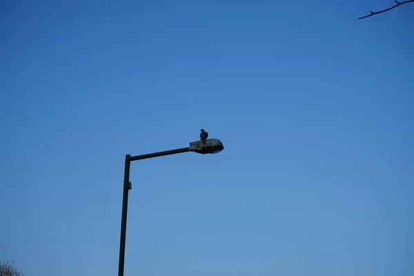 Columba Palumbus Sits Street Lamp Common Wood Pigeon Columba Palumbus — Foto de Stock